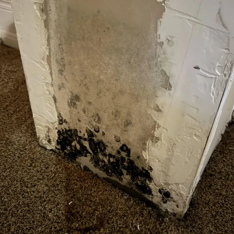 Professional Mold Removal in Stanwood, WA